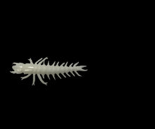 Case Large Hellgrammite