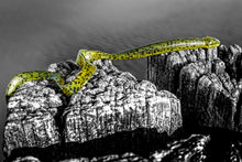 Case Snake